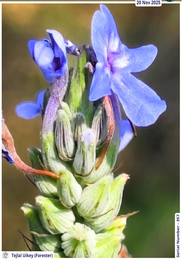 Seoni: Forester spotted rare Lavandula bipinnata flowers while patrolling Pench Tiger Reserve