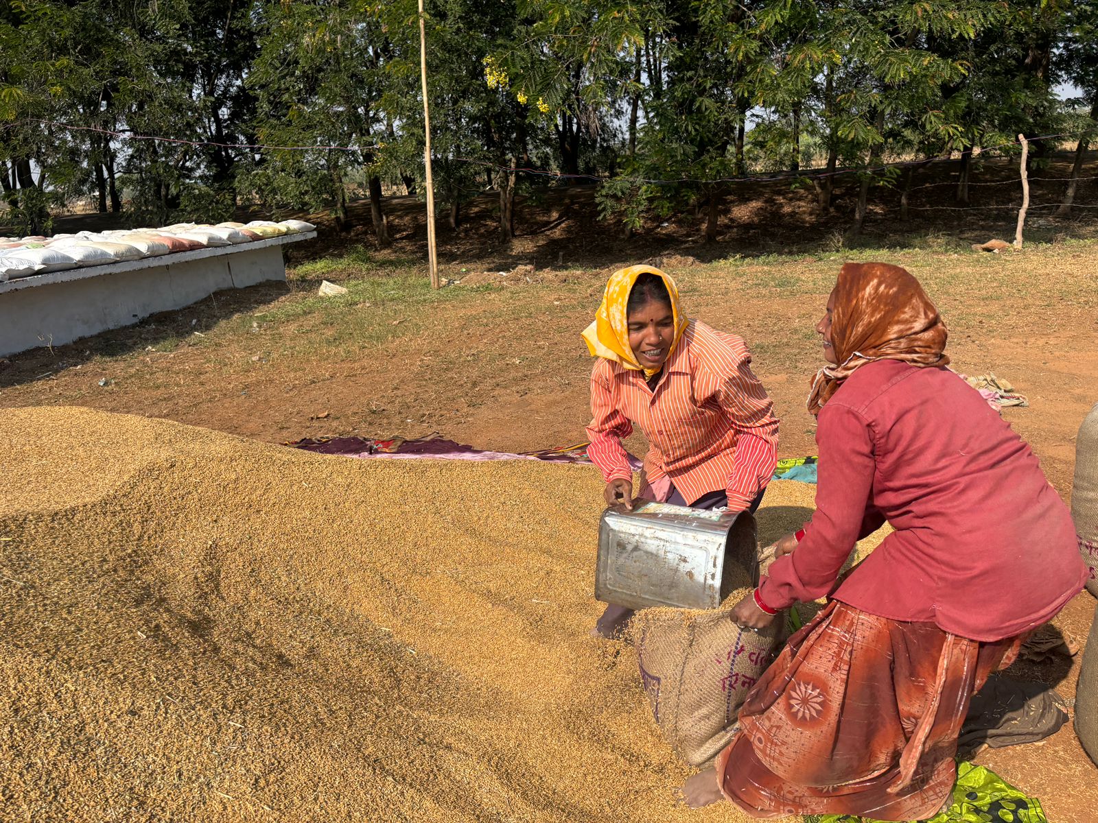 धान को बोरी में भरती हुई ईश्वरी यादव।