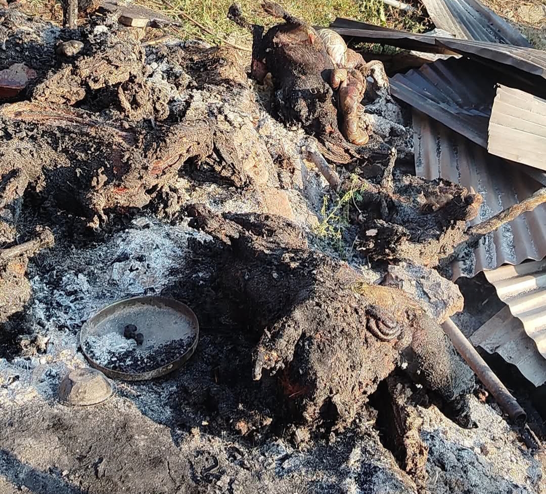 सिरमौर में गौशाला में भीषण आग लगने से 60 मवेशी जिंदा जले, 2 गाय भी झुलसीं, लाखों का नुकसान