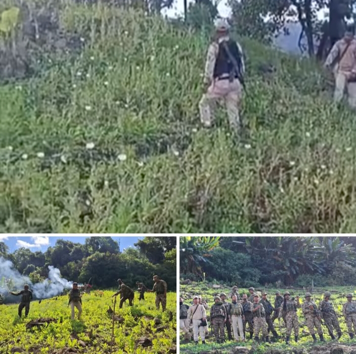 मणिपुर के सोंगलुंग में 10 एकड़ में फैली अफीम की खेती नष्ट किए जाने की तस्वीर।