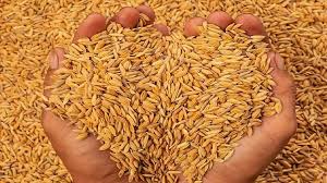 धान : क्रय केंद्रों पर डंप 7 हजार टन धान  राइस मिलो को भेजा जाएगा