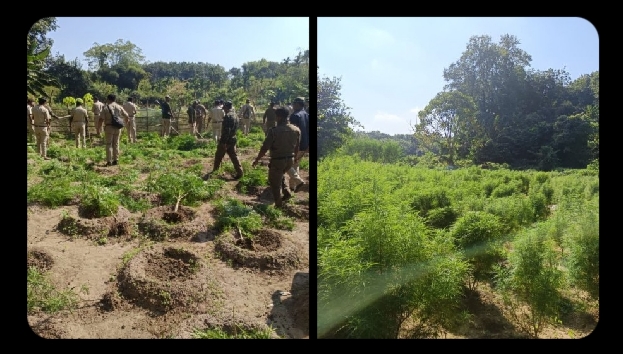 त्रिपुरा में बीएसएफ द्वारा 11 प्लॉटों में उगाई गई अवैध गांजा खेती नष्ट किए जाने की तस्वीर।