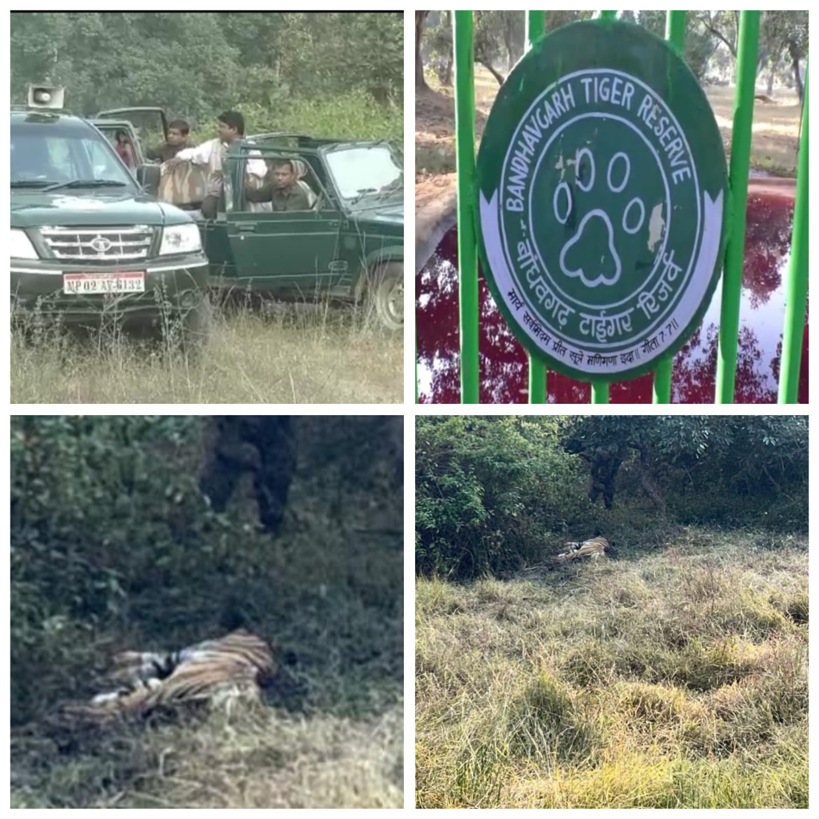 2 वर्षीय बाघ शावक की संदिग्ध परिस्थितियों में मौत