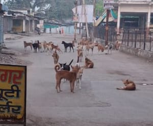 गली में घूमते हुए आवारा कुत्ते। फाईल