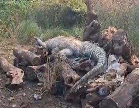 जबलपुर के खंदारी जलाशय 200 किलो वजनी मगरमच्छ की मौत