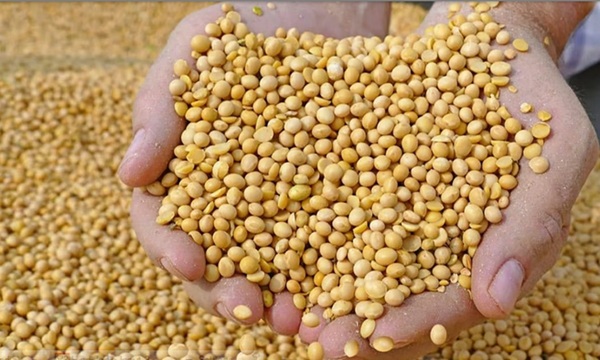 सोयाबीन सोयाबीन