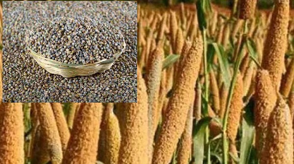 मुरैना में 1 दिसंबर से 29 केंद्रों पर होगी बाजरा की खरीदी मुरैना में 1 दिसंबर से 29 केंद्रों पर होगी बाजरा की खरीदी