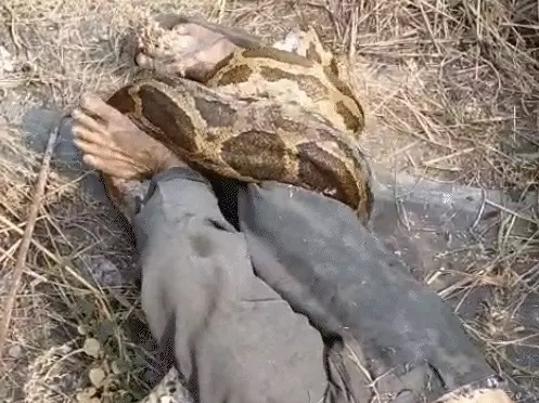 थर्मल प्लांट में मजदूर पर अजगर का हमला