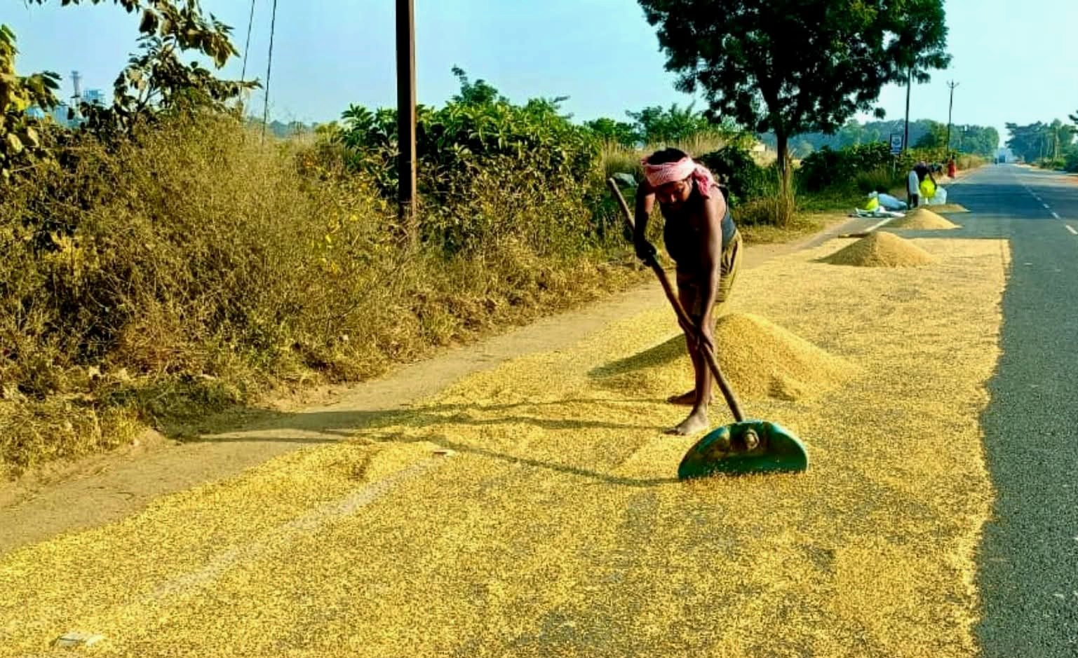 सड़क पर बिछा धान, बढ़ता हादसों का खतरा सड़क पर बिछा धान, बढ़ता हादसों का खतरा