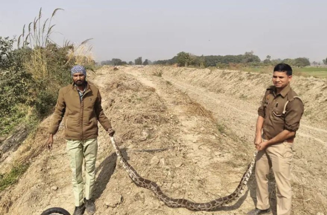 शहबाजपुर में अजगर निकलने से हड़कंप