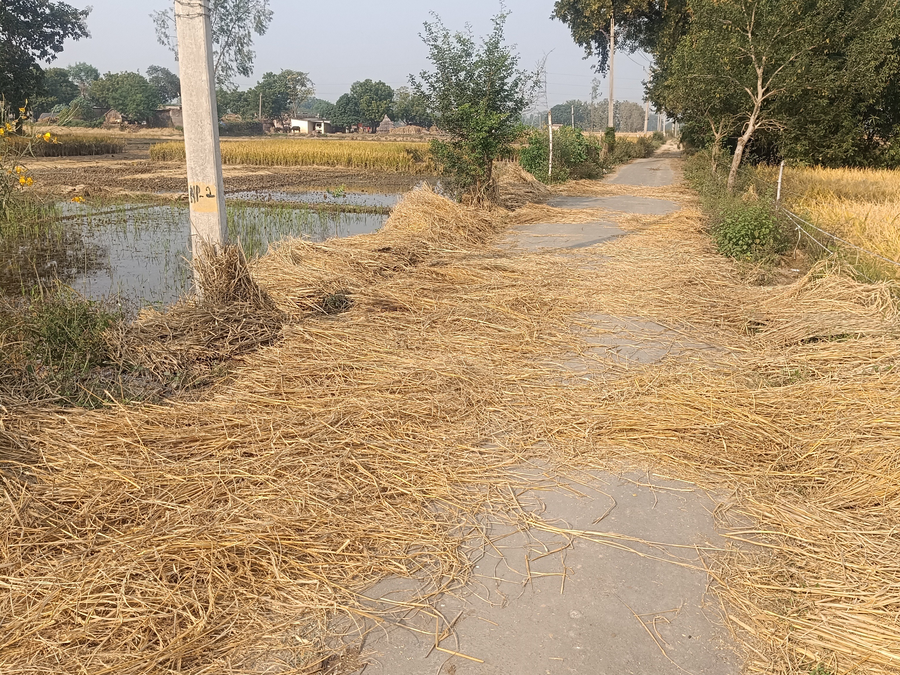 सड़क पर बिछा धान, बढ़ता हादसों का खतरा सड़क पर बिछा धान, बढ़ता हादसों का खतरा