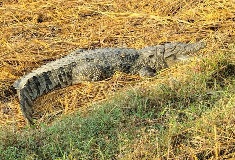 हलिया के बरी गांव में धान के खेत में पहुंचा मगरमच्छ