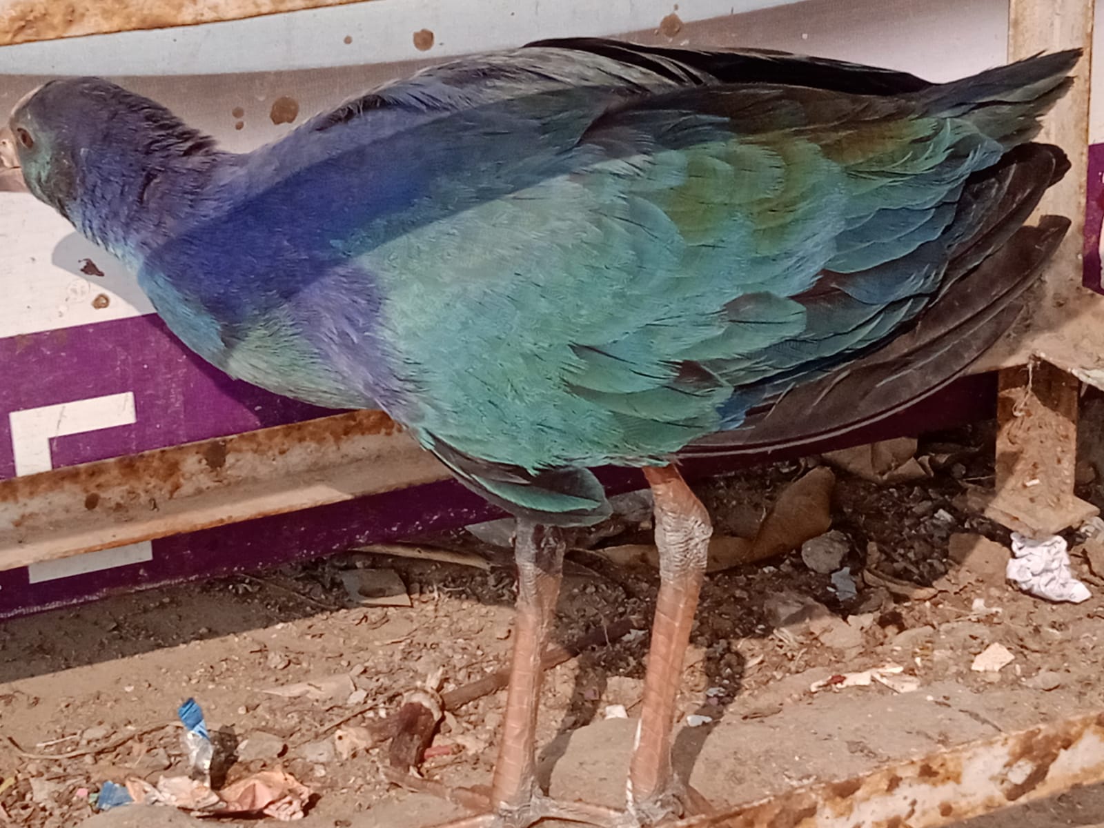 विलुप्तप्राय प्रजाति का कीचमुर्गी'