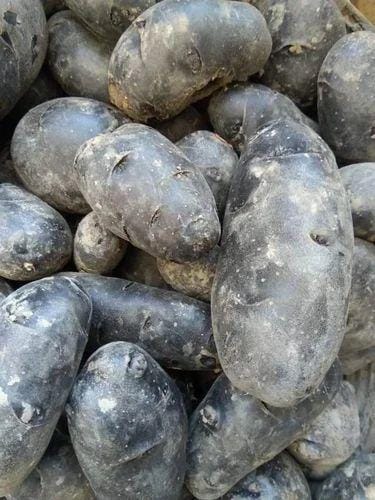 Black potato crop is flourishing in Bettiah