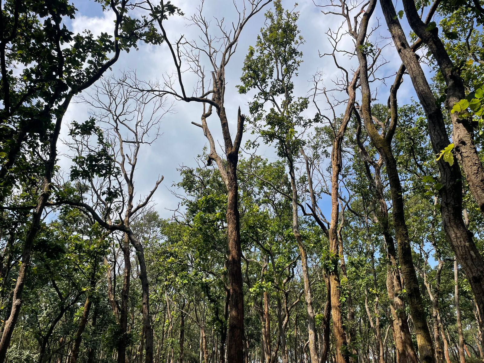 अमरकंटक में घने वृक्षों का जंगल