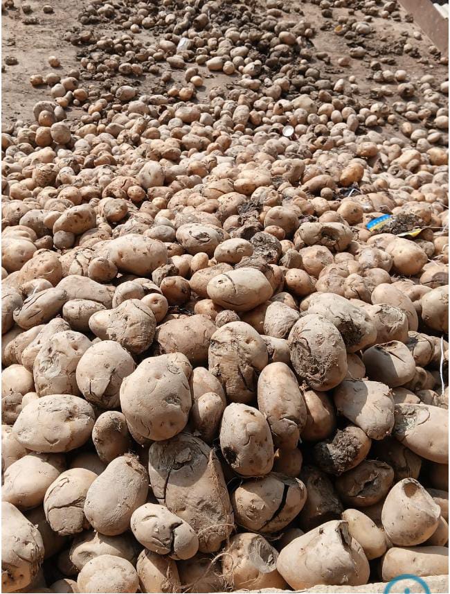 फर्रुखाबाद  :    फेंका जा रहा सड़ा आलू