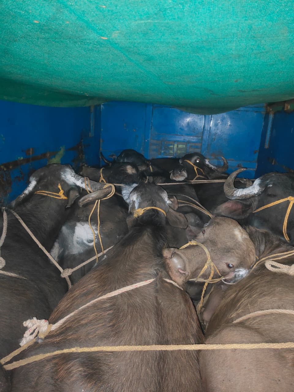 क्रूरतापूर्वक ठूंस-ठूंस कर भरे गये 7 पशु