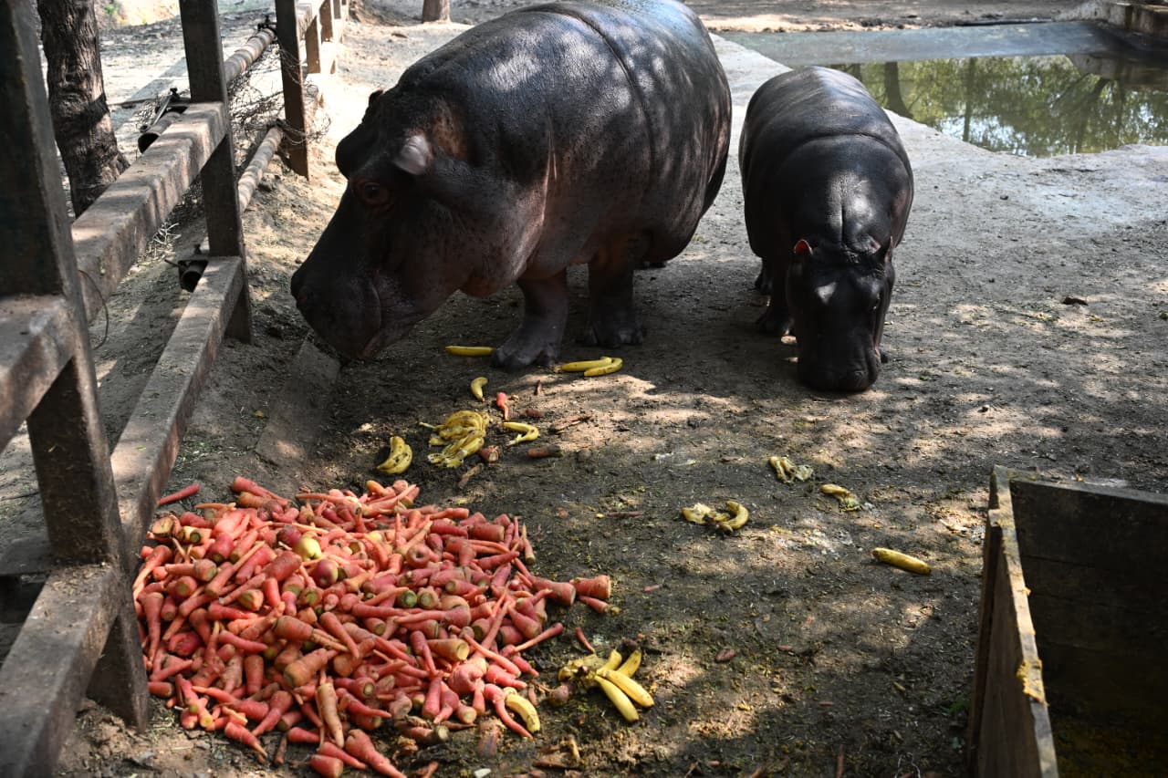 नाहरगढ़ बायोलॉजिकल पार्क में वन्यजीवों के लिए सर्दियों में खास इंतजाम