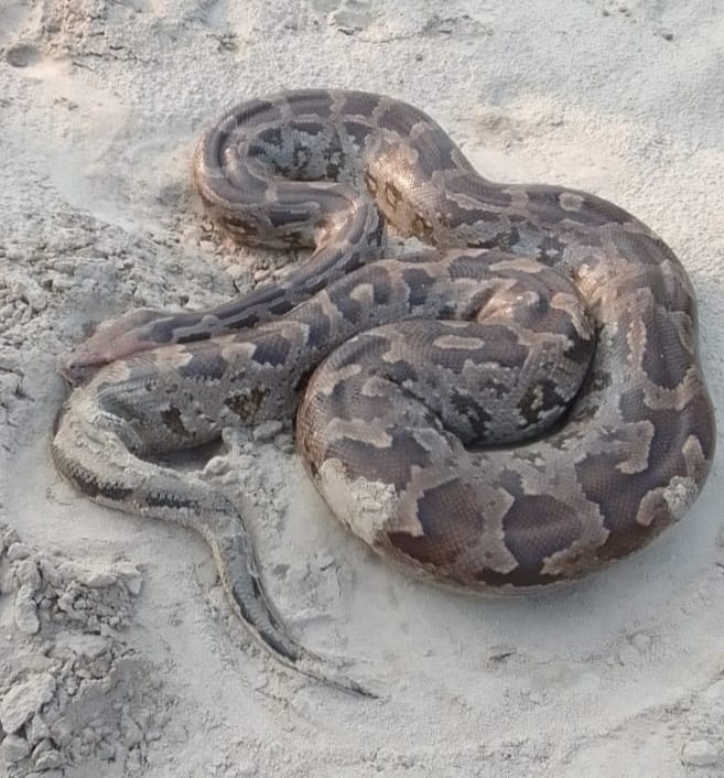 दुगौली गांव में गंगा घाट पर पसरा विशालकाय अजगर