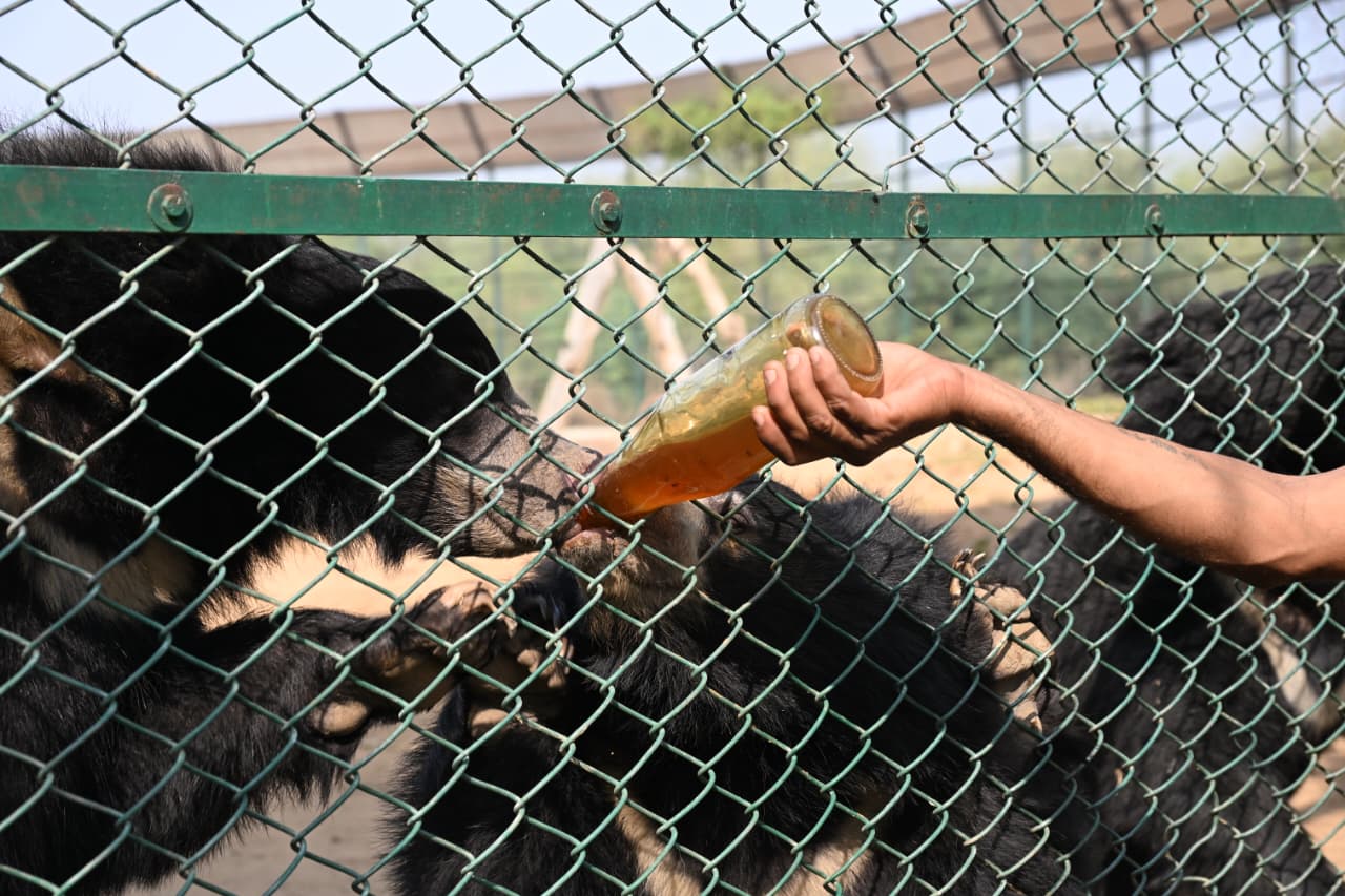 नाहरगढ़ बायोलॉजिकल पार्क में वन्यजीवों के लिए सर्दियों में खास इंतजाम