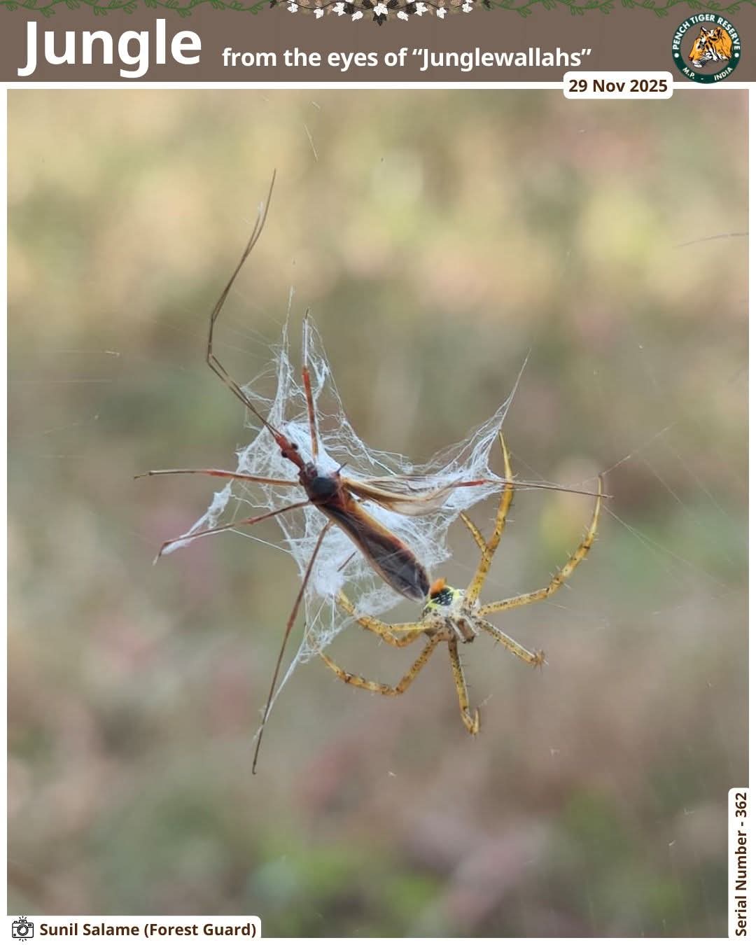 Seoni: Forest guard captures rare sight during patrolling in Pench Tiger Reserve.