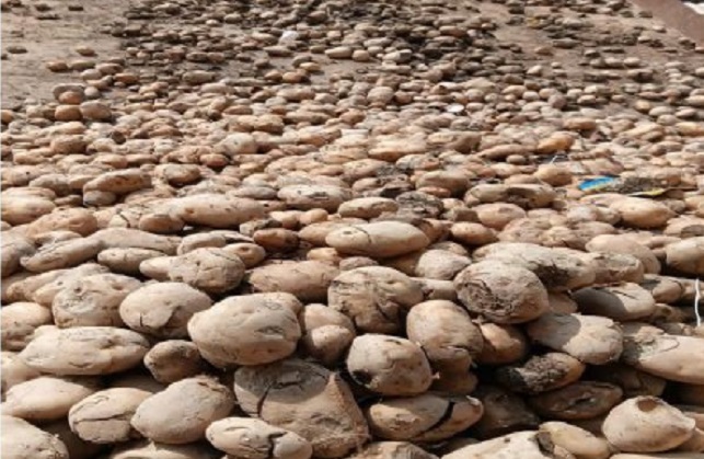 सड़े आलू की प्रतीकात्मक फोटो।