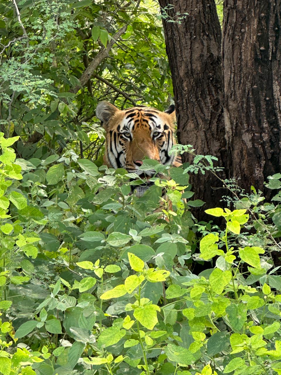 नाहरगढ़ जैविक उद्यान में 2 हजार 316 सैलानियों ने किया शेर–बाघ के दीदार का दीदार नाहरगढ़ जैविक उद्यान में 2 हजार 316 सैलानियों ने किया शेर–बाघ के दीदार का दीदार