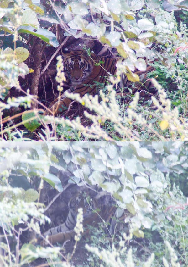 Seoni: Pench to Ramgarh Tiger Translocation: Tigress spotted in camera trap, day-long search operation