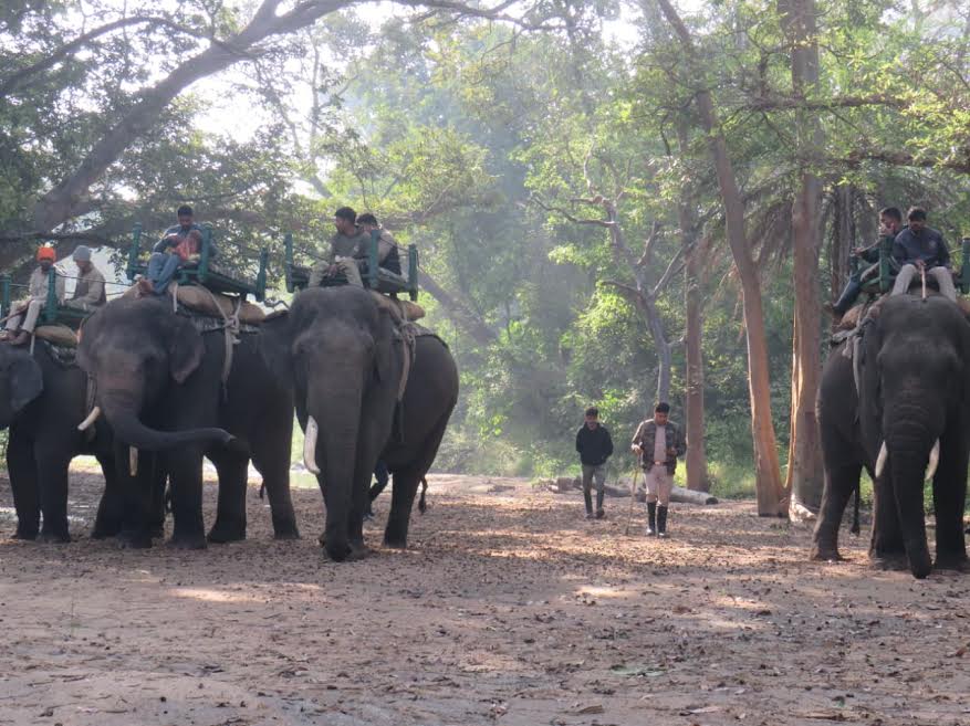 Seoni: Search intensified for the poisonous tigress being sent from Pench to Ramgarh.