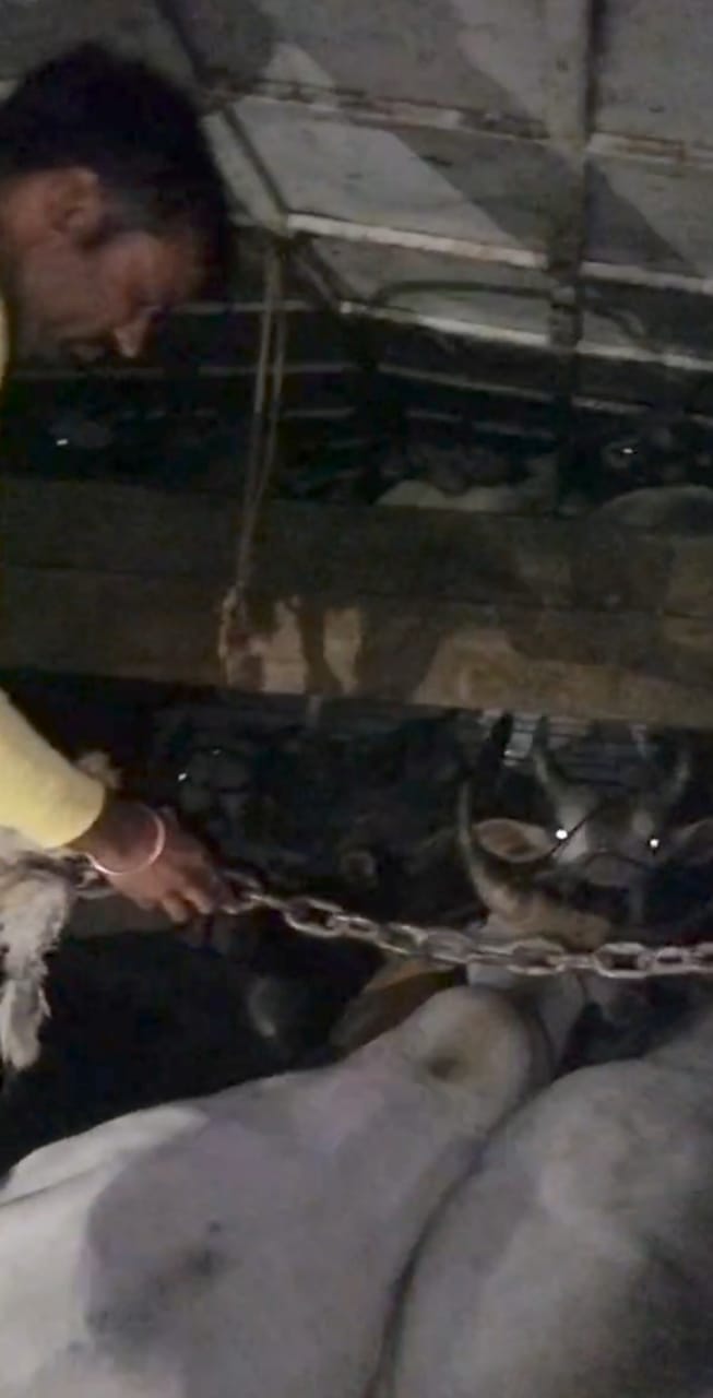 भरे 21 गोवंश जब्त, आरोपित फरार