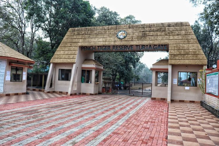 Seoni: Pench Tiger Reserve will open one hour late in the morning from December 1 to 7 due to wildlife assessment. Seoni: Pench Tiger Reserve will open one hour late in the morning from December 1 to 7 due to wildlife assessment.