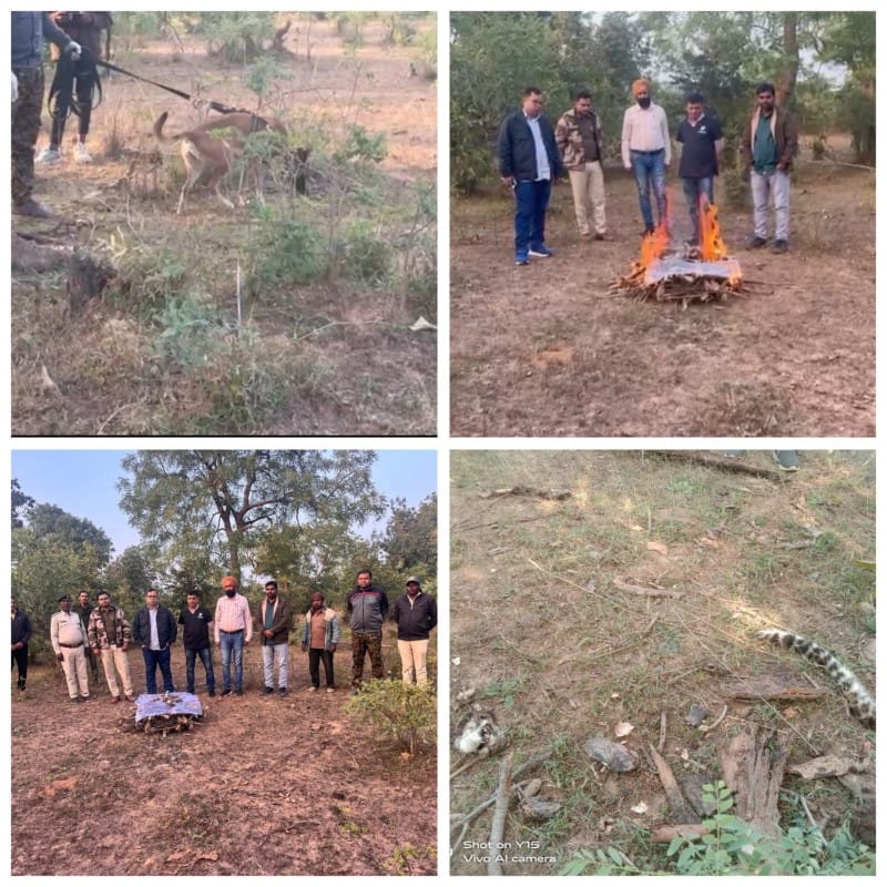 बांधवगढ़ टाइगर रिजर्व में फिर तेंदुआ शावक की संदिग्ध मौत