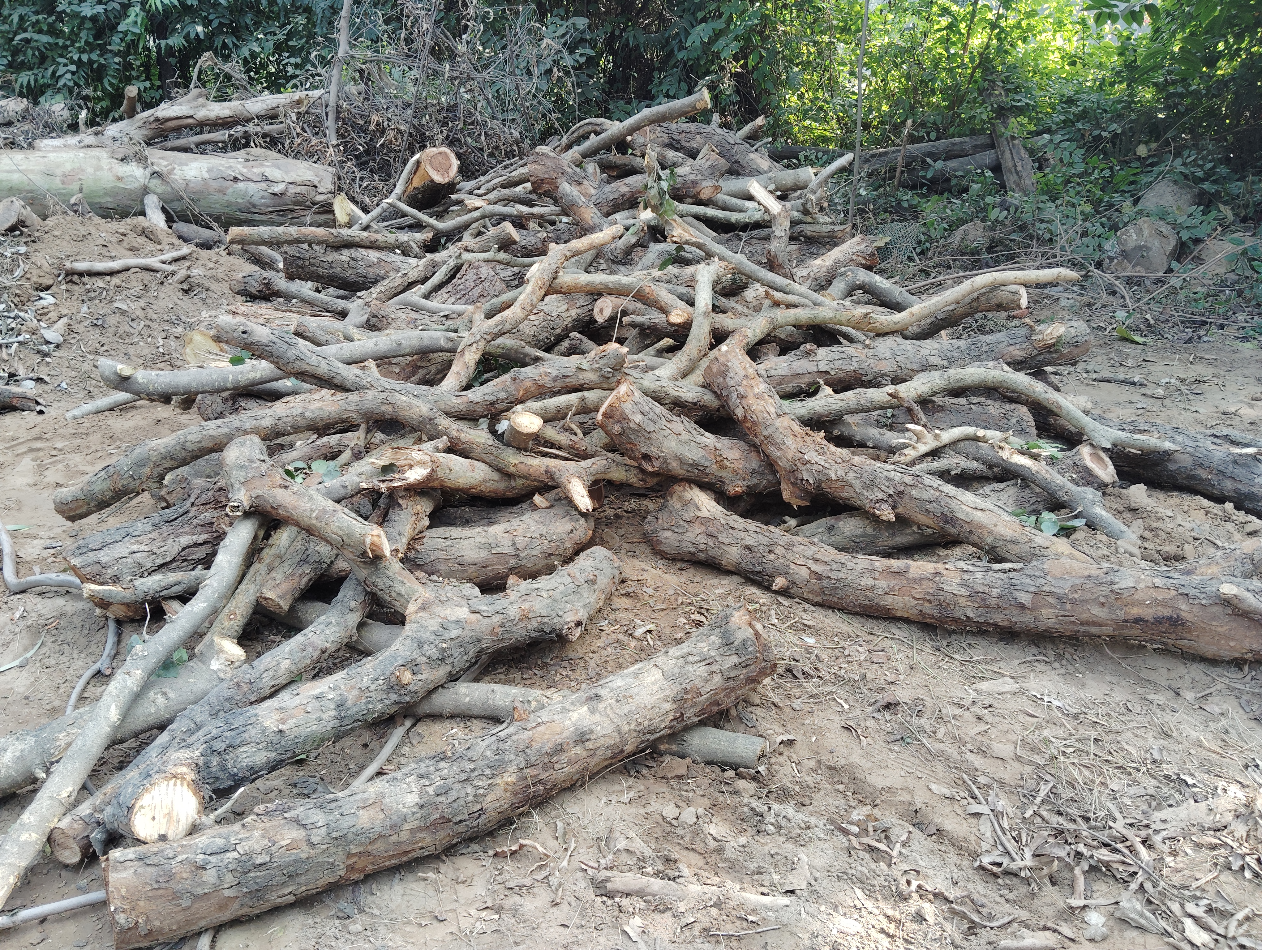 पकड़ी गई लकड़ी