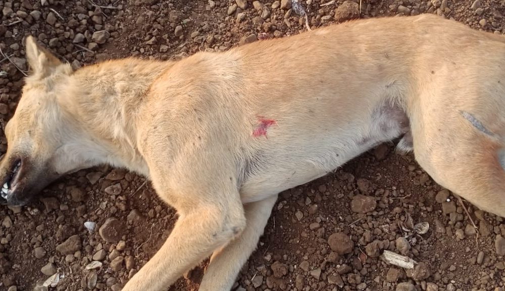 कुत्ते की मौत कुत्ते की मौत