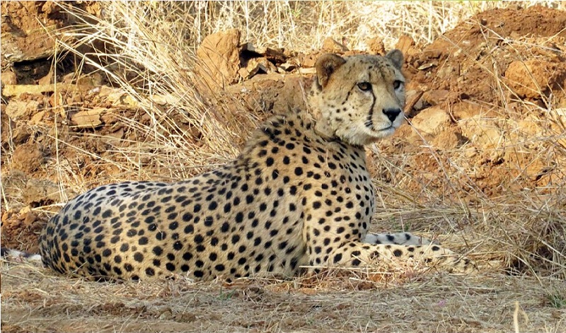 मादा चीता वीरा