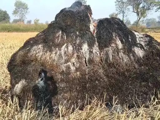 जांजगीर चांपा: खैरा गांव में खेतों की धान की खरही में लगी आग, किसानों को लाखों का नुकसान; जानबूझकर आग लगाने का आरोप