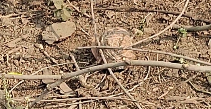 सिउड़ी में मिला देसी बम