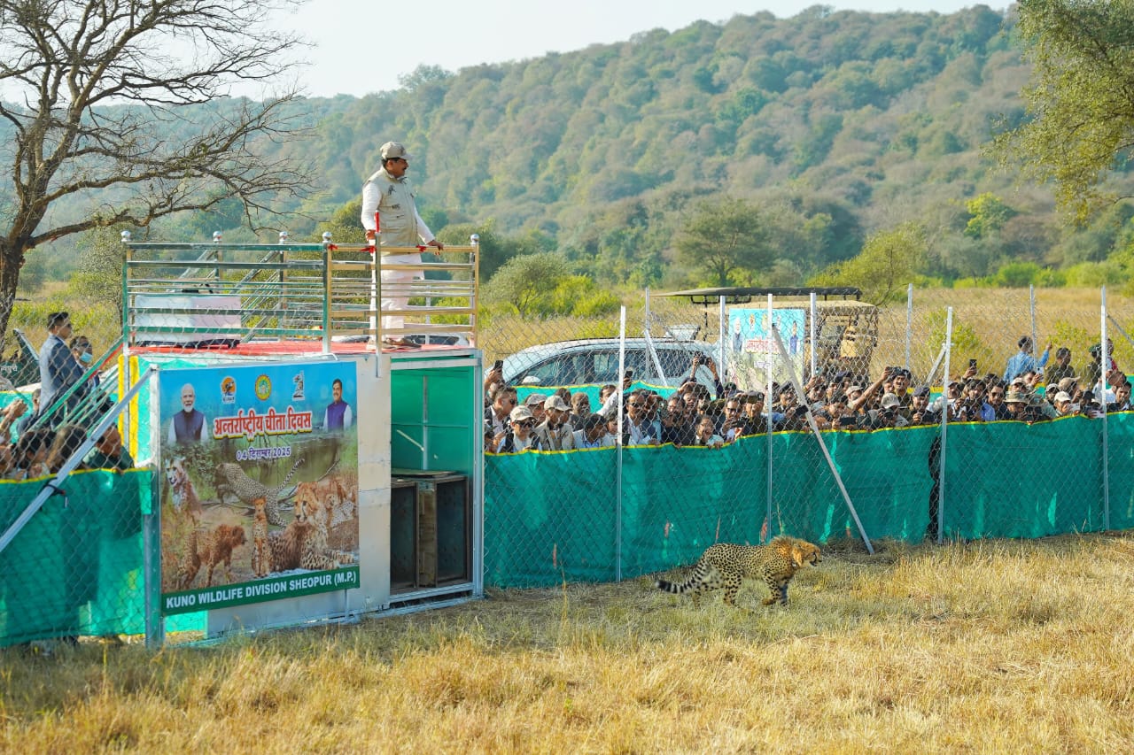 श्योपुर: Chief Minister डॉ मोहन यादव ने खुले जंगल में छोड़े तीन चीते, अब संख्या हुई 19 श्योपुर: Chief Minister डॉ मोहन यादव ने खुले जंगल में छोड़े तीन चीते, अब संख्या हुई 19