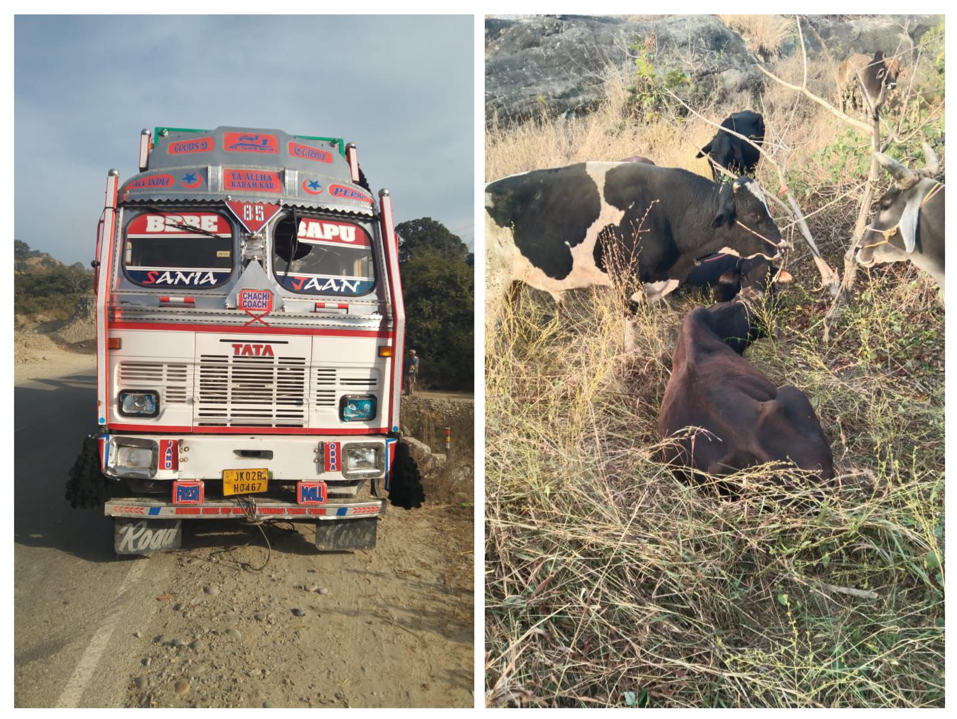 Cow smuggling attempt foiled, 17 cattle rescued, truck seized Cow smuggling attempt foiled, 17 cattle rescued, truck seized