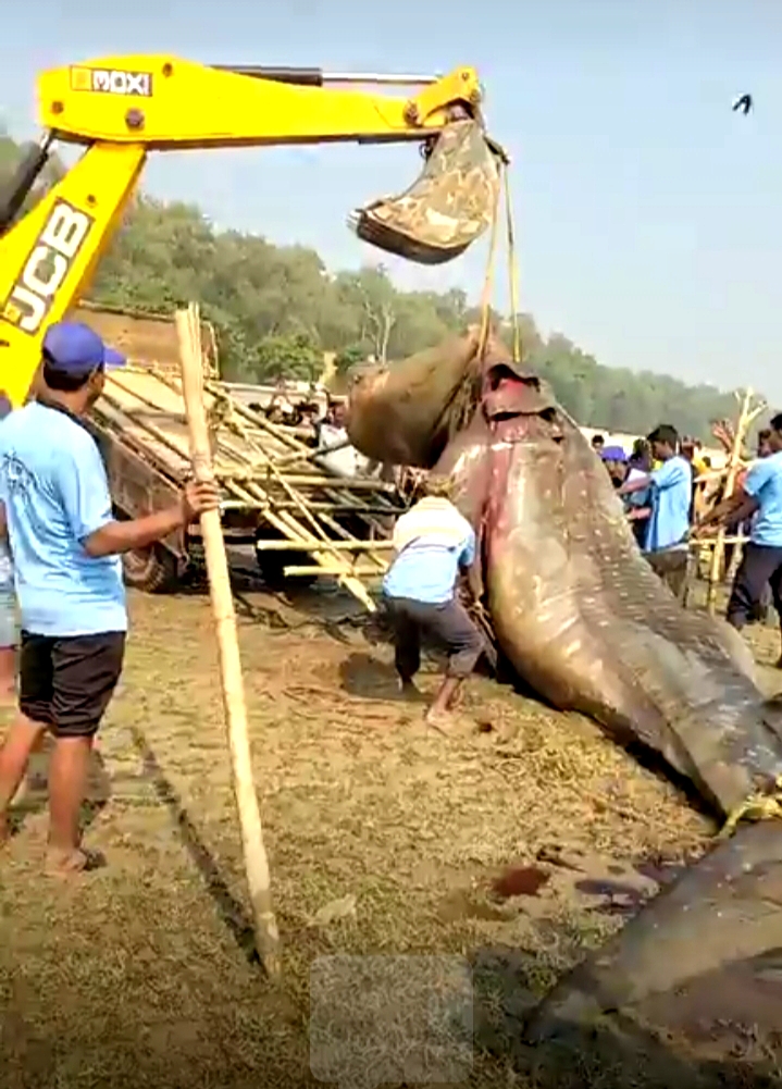 तालसारी समुद्र तट पर मिली 30 फीट लंबी विशालकाय शार्क