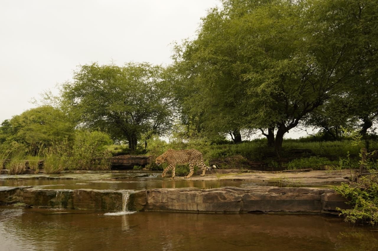 cheeta