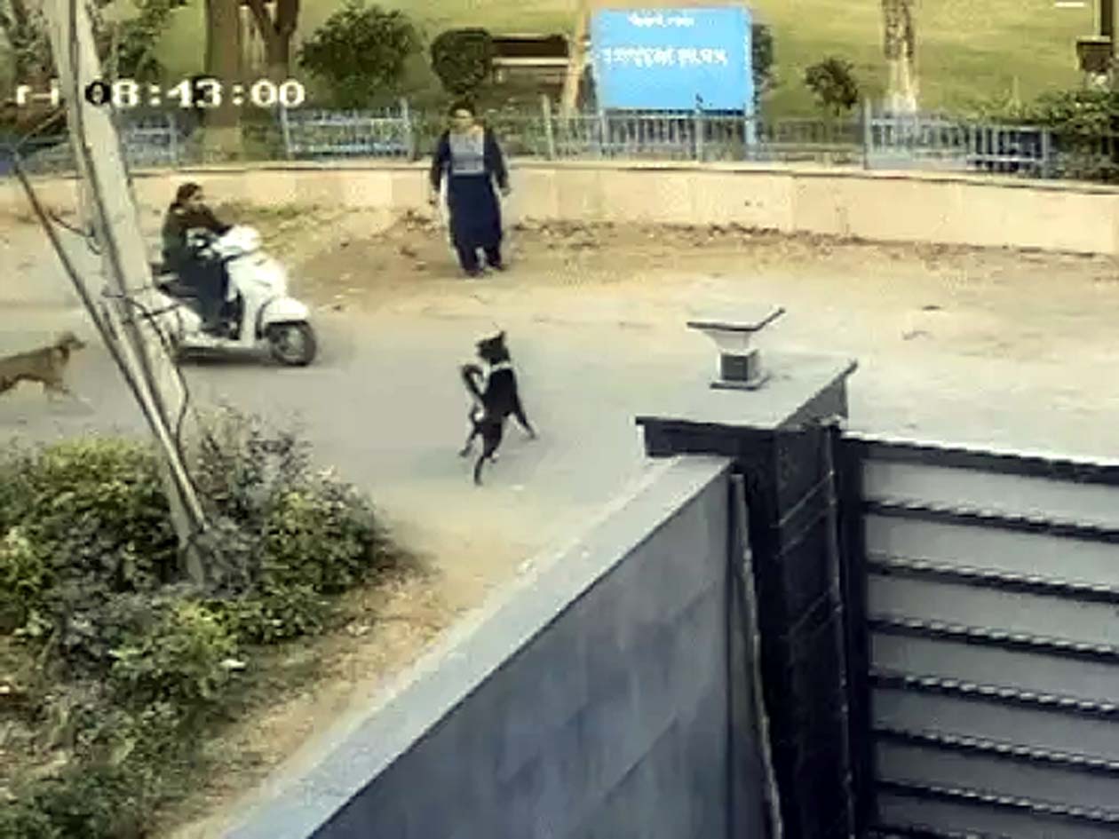 लड़की पर हमला करते कुत्ता। लड़की पर हमला करते कुत्ता।