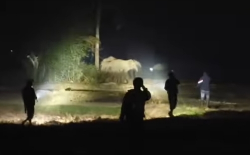 टॉर्च और मशाल लेकर हाथियों को खदेड़ते ग्रामीण