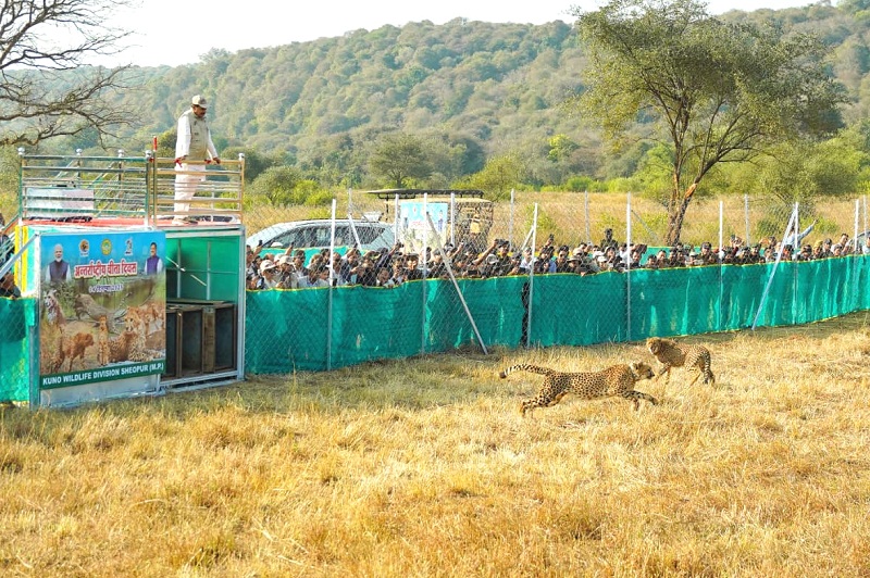 मुख्यमंत्री ने अंतरराष्ट्रीय चीता दिवस पर कूनो के जंगल में छोड़े 3 चीते