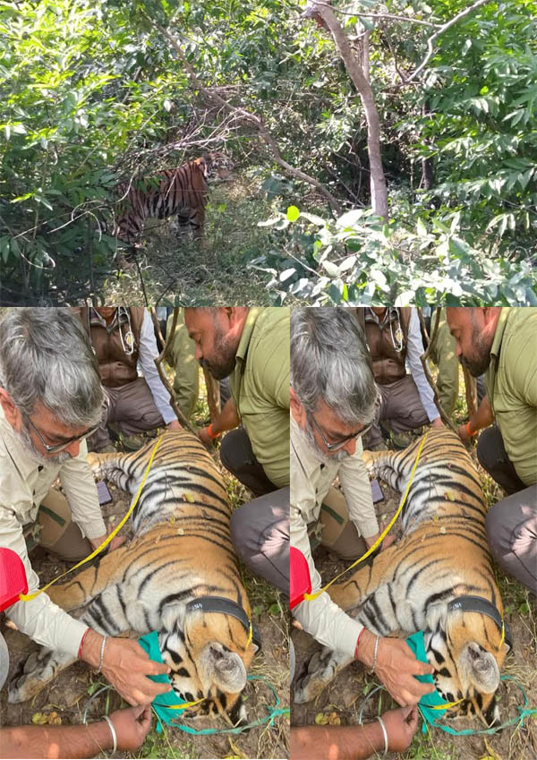 Update: Seoni: The tigress being sent from Pench Tiger Reserve to Rajasthan has been tranquilized and fitted with a radio collar. Update: Seoni: The tigress being sent from Pench Tiger Reserve to Rajasthan has been tranquilized and fitted with a radio collar.