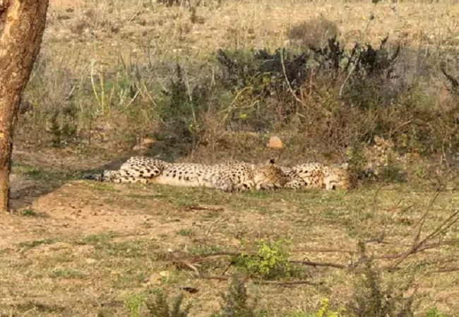 सड़क हादसे में चीते की मौत सड़क हादसे में चीते की मौत