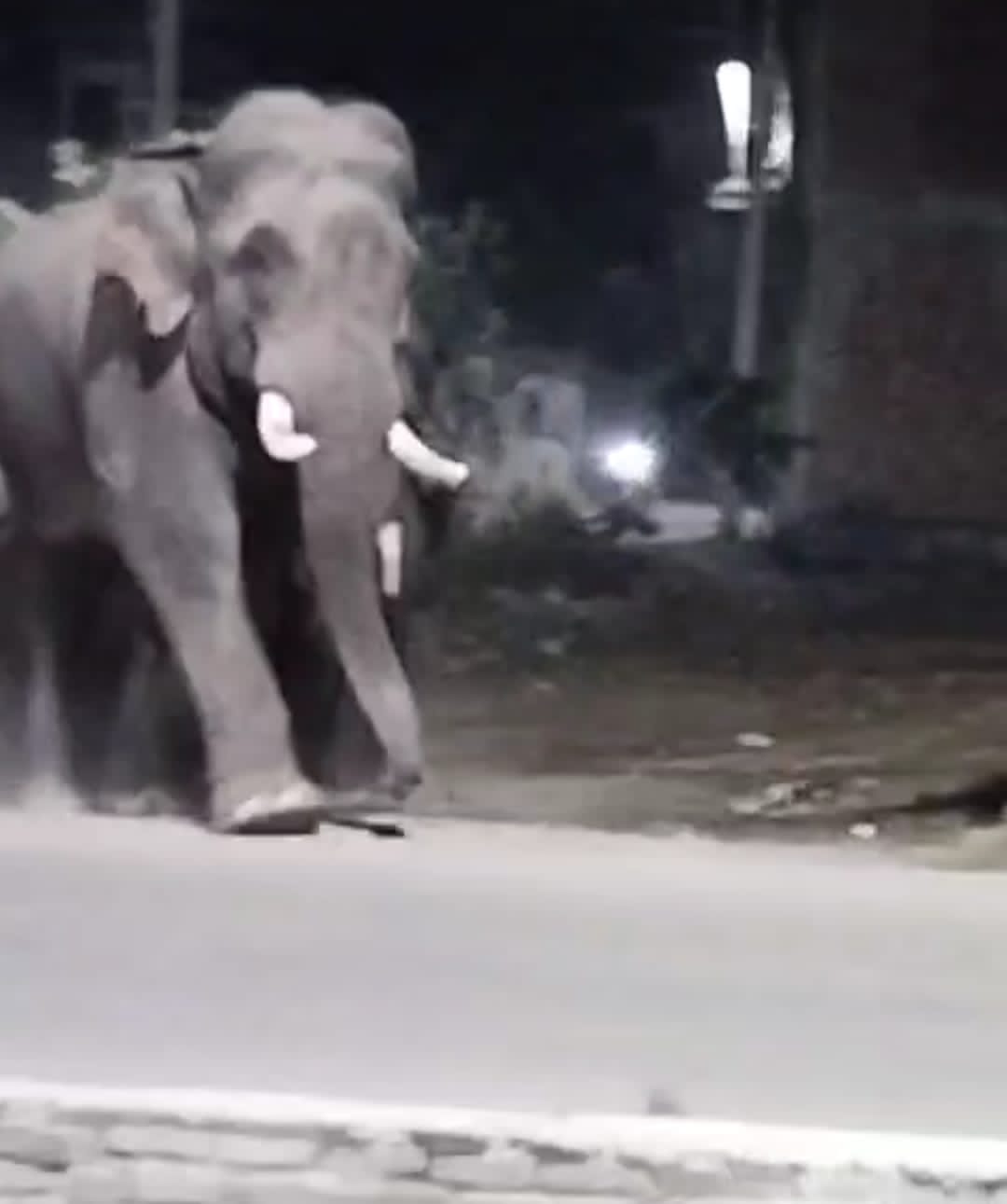 सड़क पर आया हाथियों का झुंड