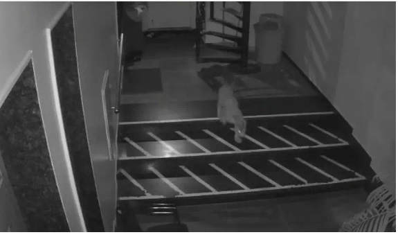 भोजन-पानी की तलाश में फिर पहुंचा आबादी क्षेत्र में लेपर्ड