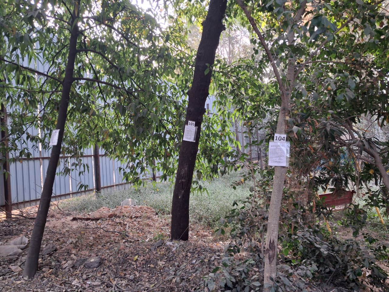 Axe on trees years ago, dr Prashant