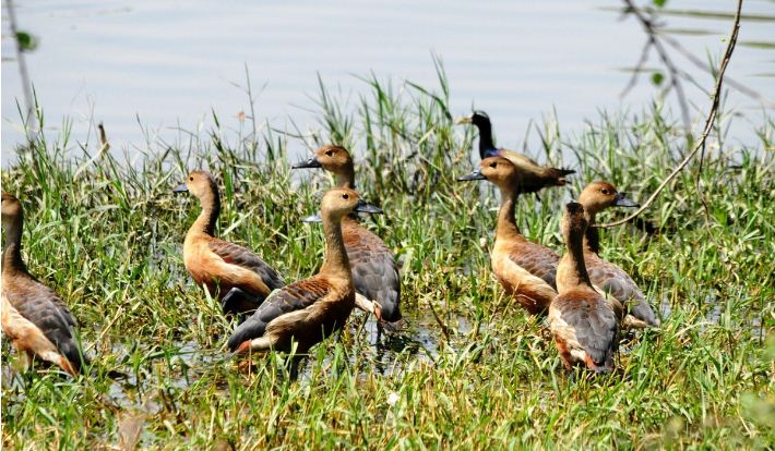 रामसर साइटस पर प्रवासी पक्षी